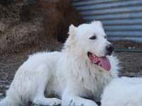 molossi rustici, cane corso bianco